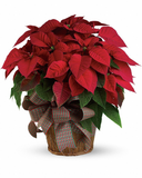 Large Red Poinsettia